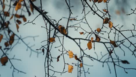 Langsame-Rotation-Eines-Baumes-Mit-Verweilenden-Orangefarbenen-Blättern-Vor-Einem-Grauen-Himmel