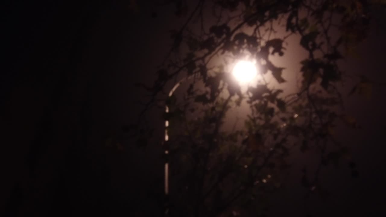 Foggy Night Scene with Street Light
