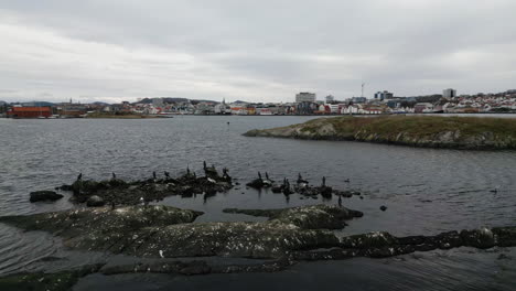 cormorants and seagulls perched on fjord sea water rocks with commercial port and city in background, stavanger in county rogaland, norway