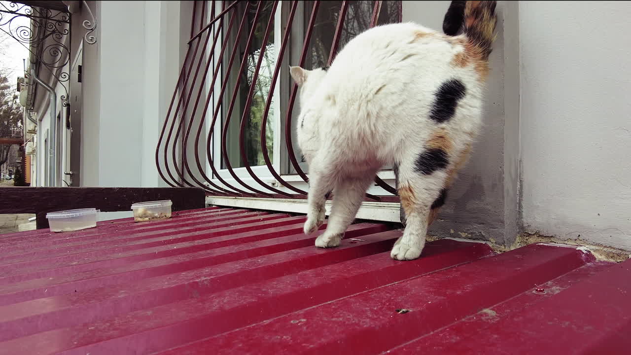A curious cat sits on a red rooftop in a bustling city. It looks around while enjoying the sunny afternoon. Nearby, some treats wait for its attention, adding to the adventure
