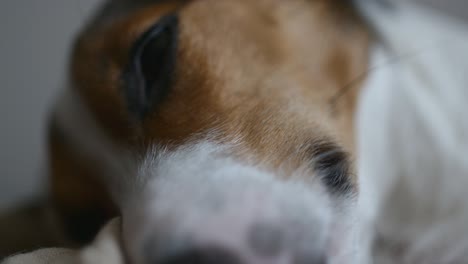 jack russell es un perro durmiente.