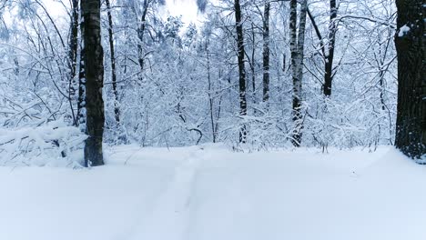 Verschneite-Äste-Im-Wald.-Wintermärchen-Hintergrund