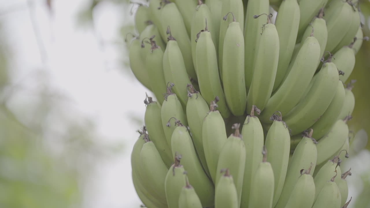 Closeup detailed shot of a fresh raw green banana comb hanging from tree with a downward motion tilt