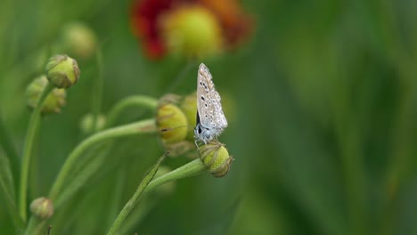 little brown butterfly sitting on a closed flower shaken by the wind