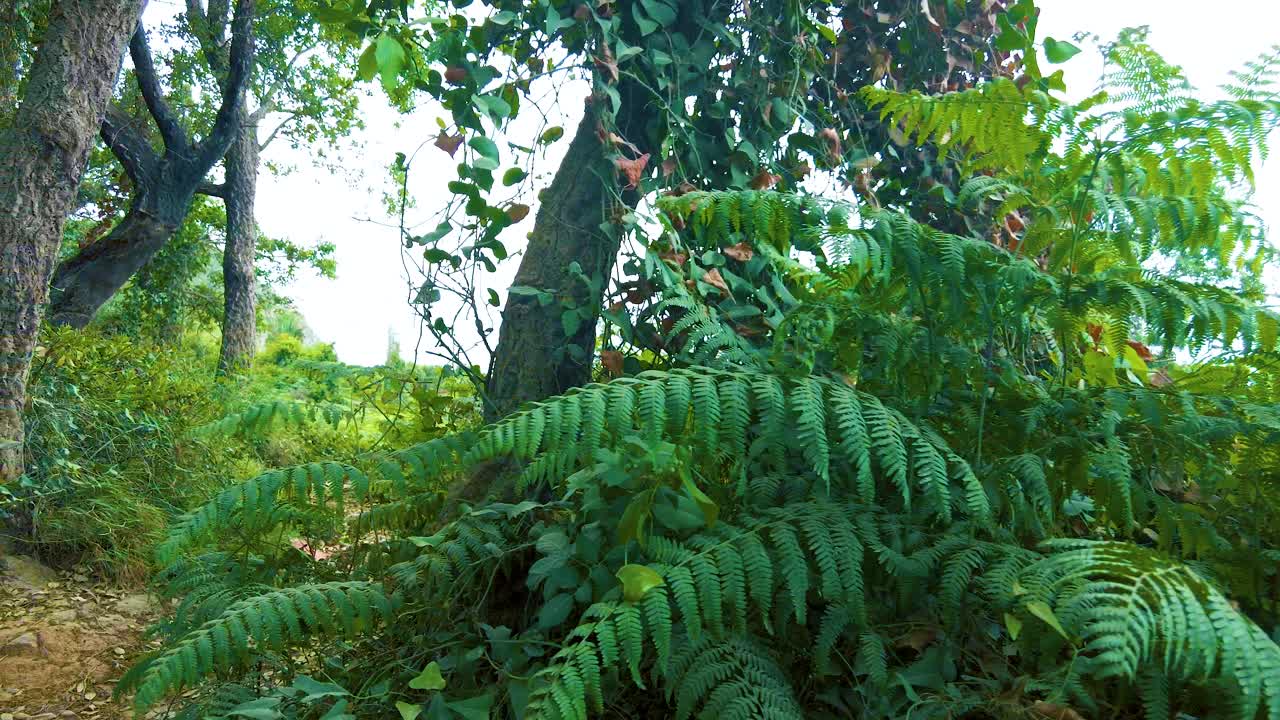 tropical tree in the north african forest. jijel algeria
