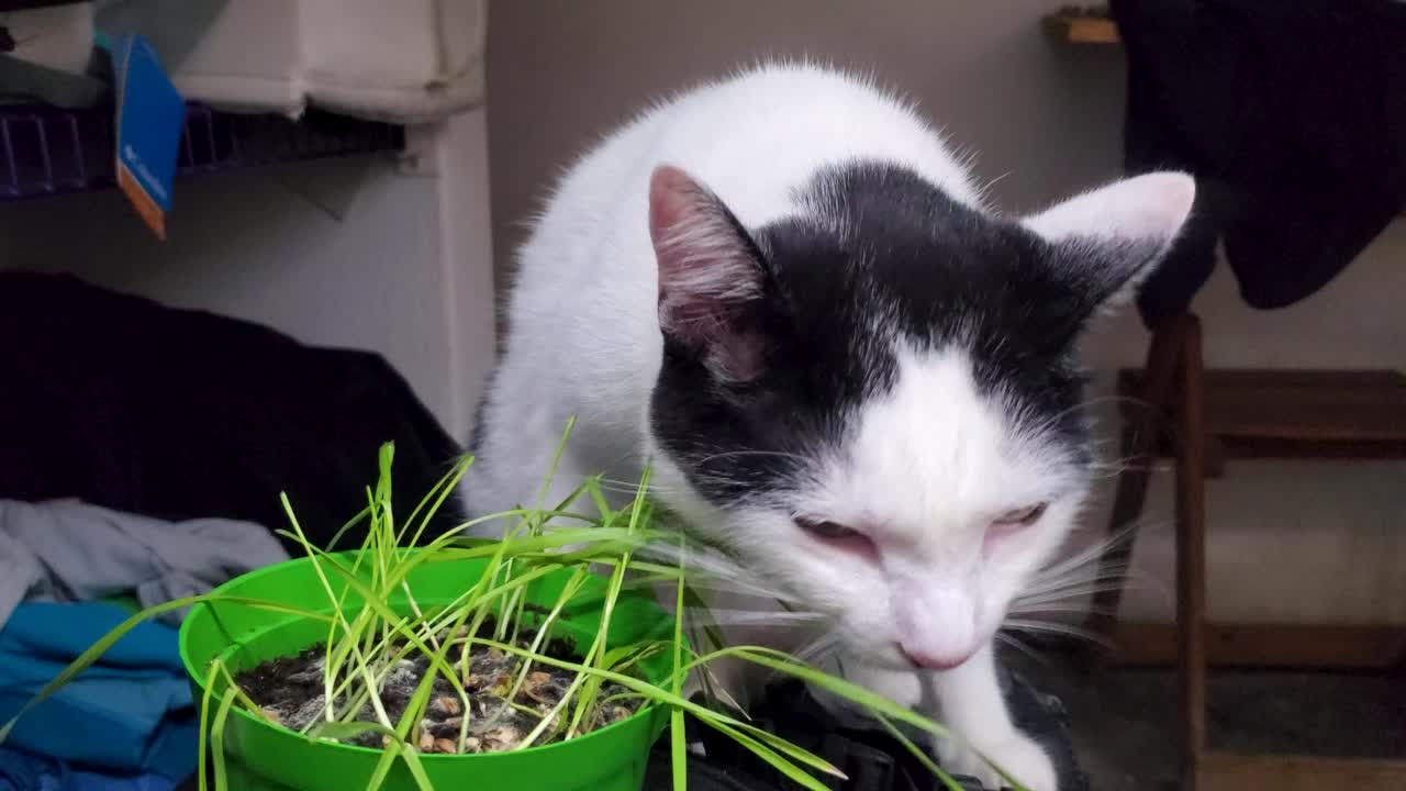 Cute White and Black cat sniff and eat catnip or cat grass grown from barley, oat, wheat or rye seeds in a pot