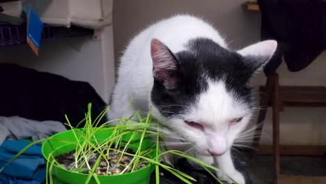 cute white and black cat sniff and eat catnip or cat grass grown from barley, oat, wheat or rye seeds in a pot