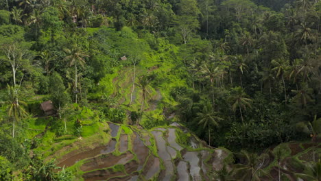 Aerial-dolly-shot-flying-past-remote-terrace-farm-fields-and-farm-houses-in-thick-tropical-jungle-of-Bali