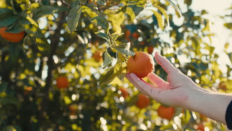 hand touching orange fruit