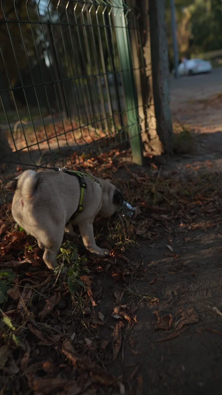 pug explorando hojas en un parque