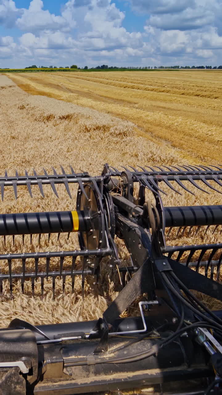 Agricultural equipment for cutting wheat spikes. Part of combine harvester working on the golden field in a bright sunny day. Close-up. Vertical video