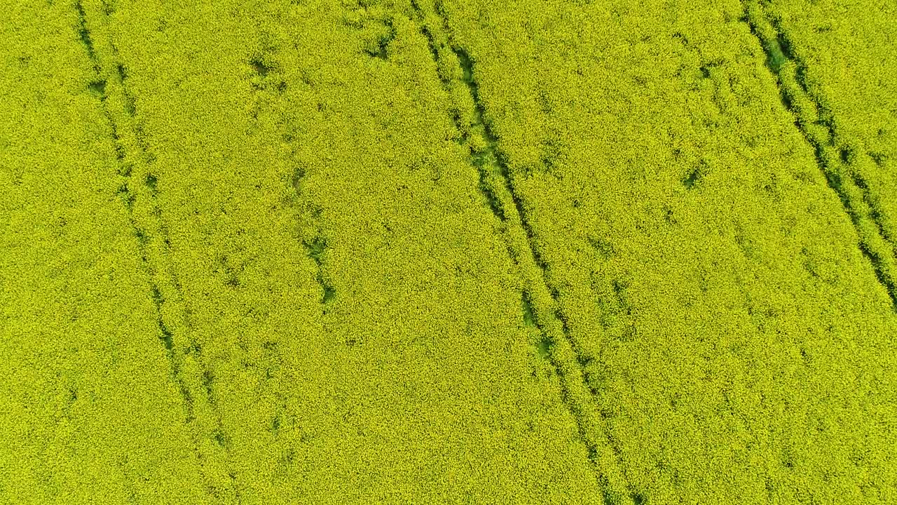 sobrevuelo bajo del campo de colza amarilla