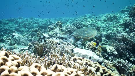 lone green sea turtle on coral reefs along with other fishes - underwater shot