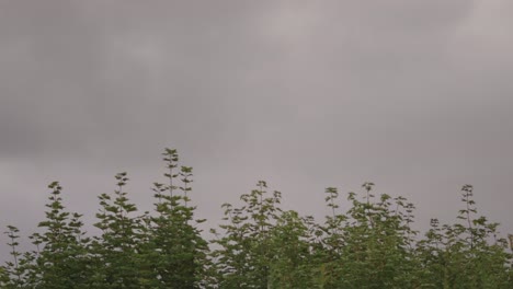nubes grises moviéndose por encima de los árboles verdes