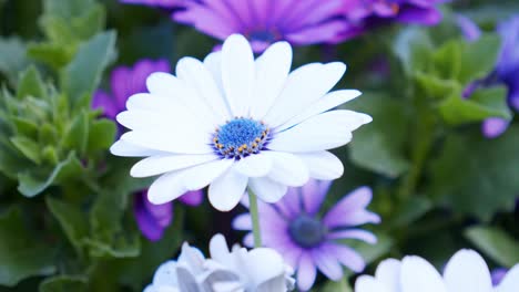 close up shot of colorful daisy flower in botanical garden, paston color daisy