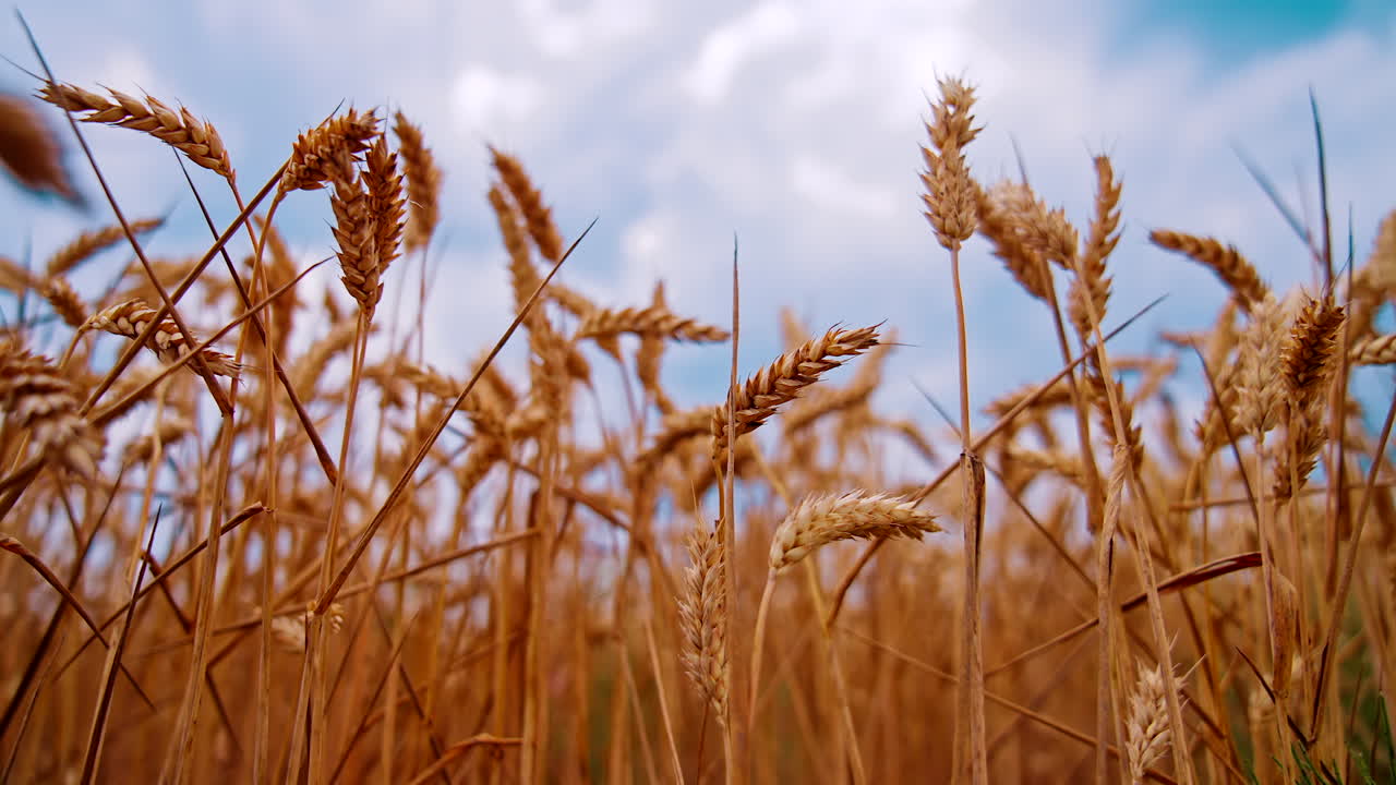 Agricultural farming harvesting. Yellow summer ripe wheat cereal field.
