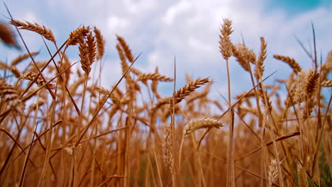 agricultural farming harvesting. yellow summer ripe wheat cereal field.