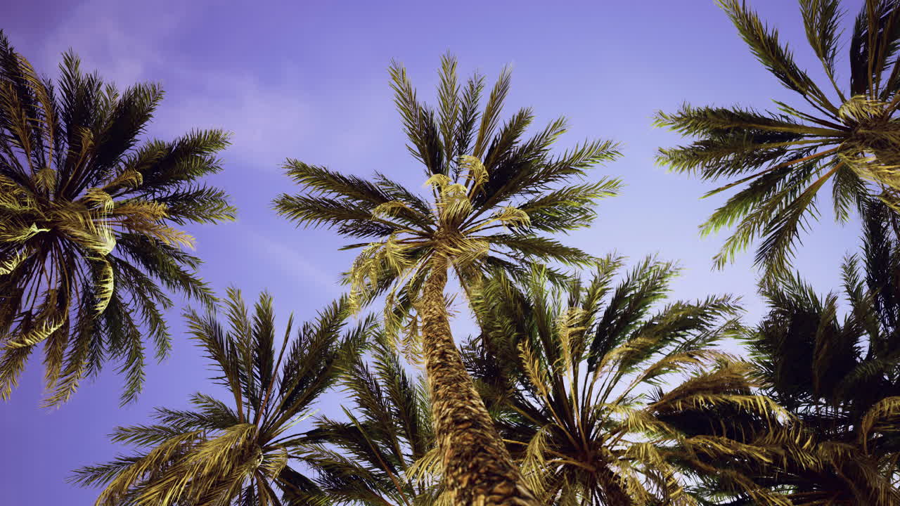 Palm trees soar towards the evening sky over a tropical landscape