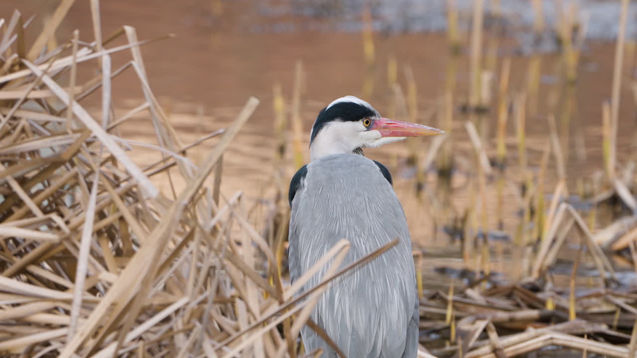 серая цапля в пруду