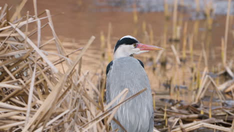 grauer reiher im teich