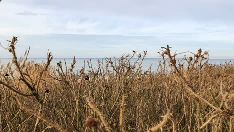 Dornensträucher-In-Strandnähe