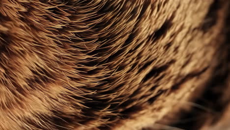 close-up of animal fur
