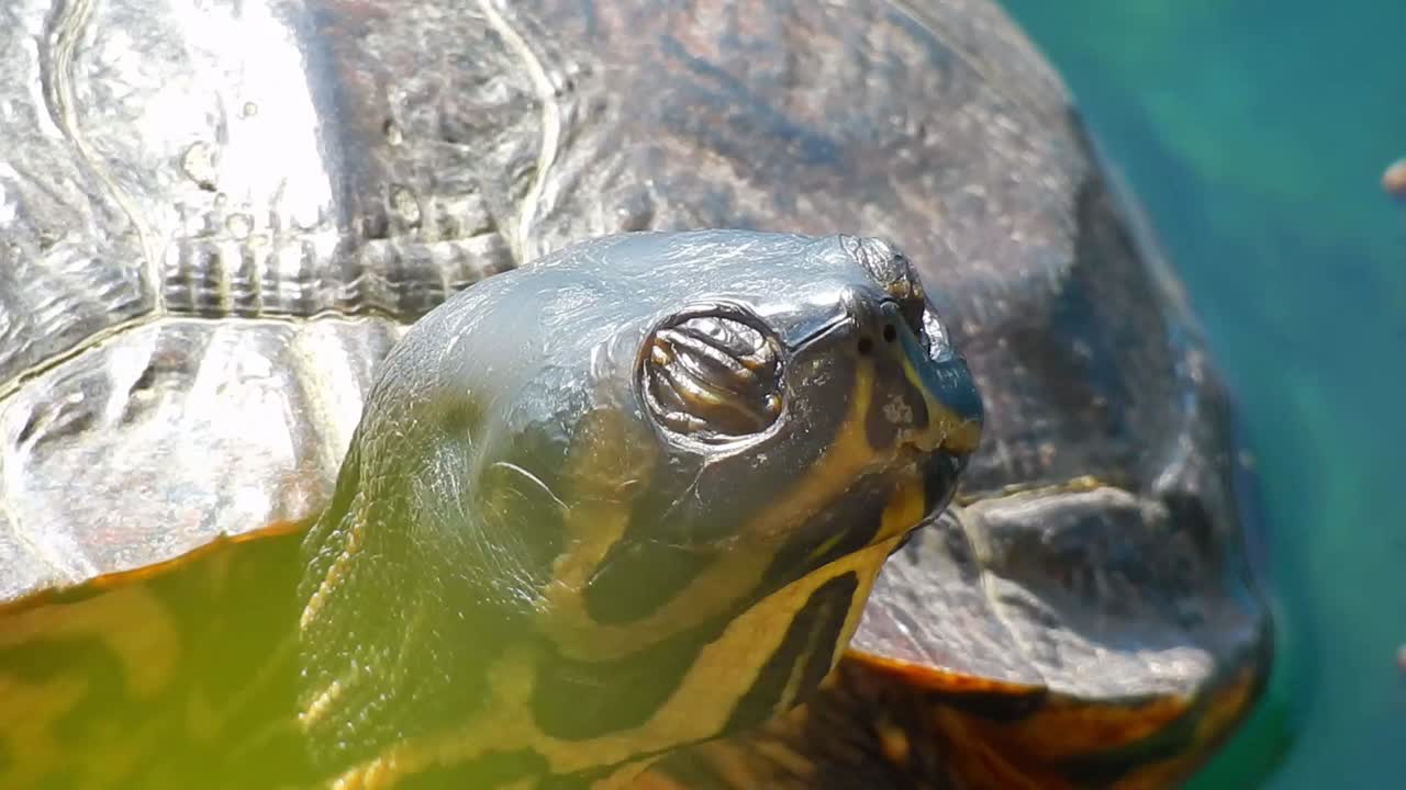 Wild terrapin turtle resting in sunshine on lake logs close up