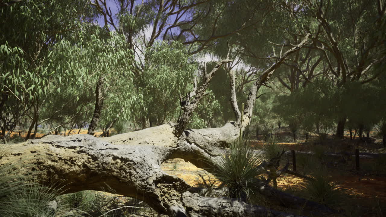 Fallen eucalyptus tree in a serene australian bush landscape during daytime