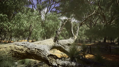 fallen eucalyptus tree in a serene australian bush landscape during daytime
