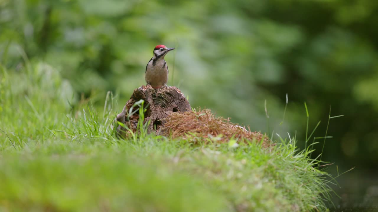 Close up static shot of a Middle Spotted Woodpecker hopping on a dead log before flying off, slow motion