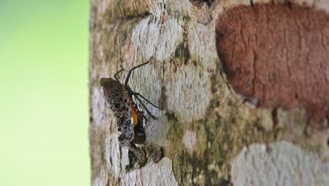 Auf-Der-Rinde-Des-Baumes-Ruhend,-Von-Der-Rückseite-Aus-Gesehen,-Laternenkäfer,-Penthicodes-Variegate,-Thailand