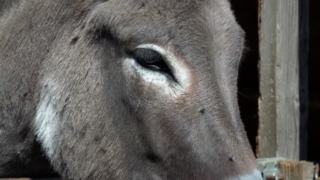 Donkey-eye-closeup-shop-in-Anseong-Farmland,-South-Korea