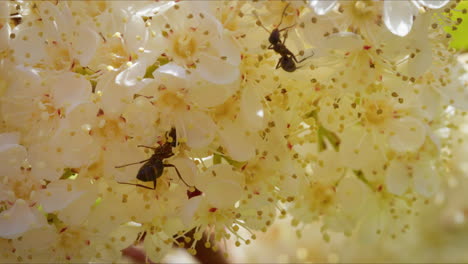 dos hormigas en la flor de la punta roja de la fotinia