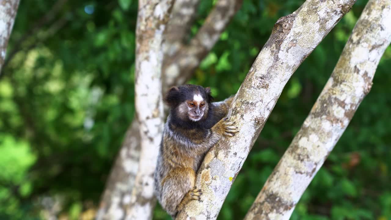 toma manual de 4k de un mono tití lindo aferrado a una rama de un árbol tropical mirando a su alrededor con curiosidad en el hermoso parque nacional chapada diamantina en bahia, noreste de brasil