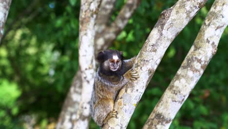 handheld 4k shot of a single cute marmoset clinging to a tropical tree branch looking around curiously in the beautiful chapada diamantina national park in bahia, northeastern brazil