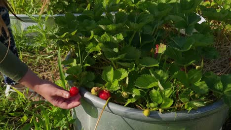 persona recogiendo fresas en un día soleado, michigan, estados unidos, de cerca