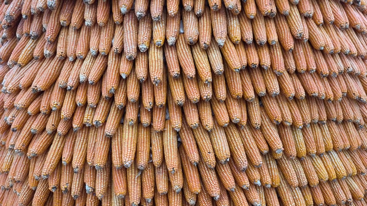 Yellow corn cobs are closely stacked to form a massive corn sculpture. This tall agricultural installation highlights creative event art and farming produce.