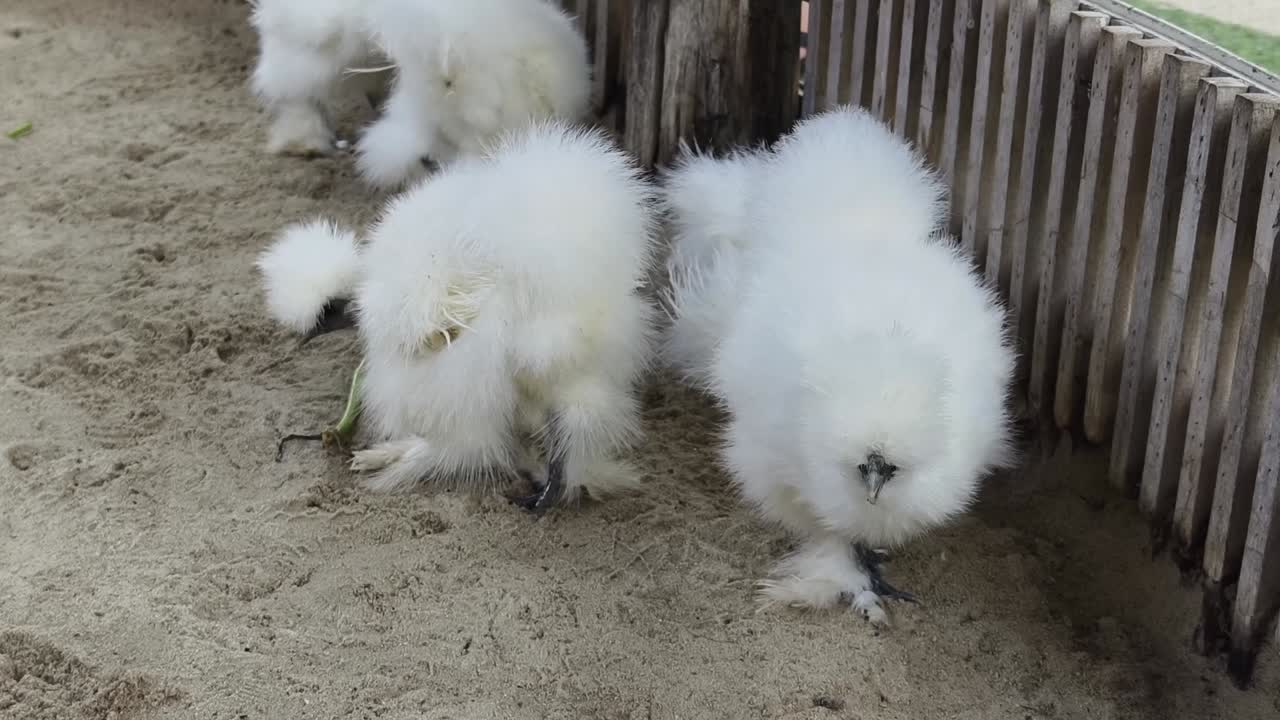 Fluffy White Chickens on Sand