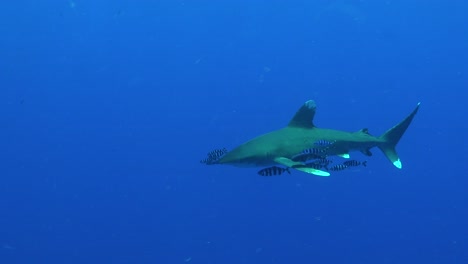 Tiburón-Oceánico-De-Punta-Blanca-Nadando-Directamente-Hacia-El-Fotógrafo-Submarino-Que-Pasa-Muy-Cerca