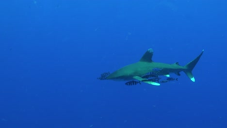 oceanic whitetip shark swimming straight at underwater photographer passing very close