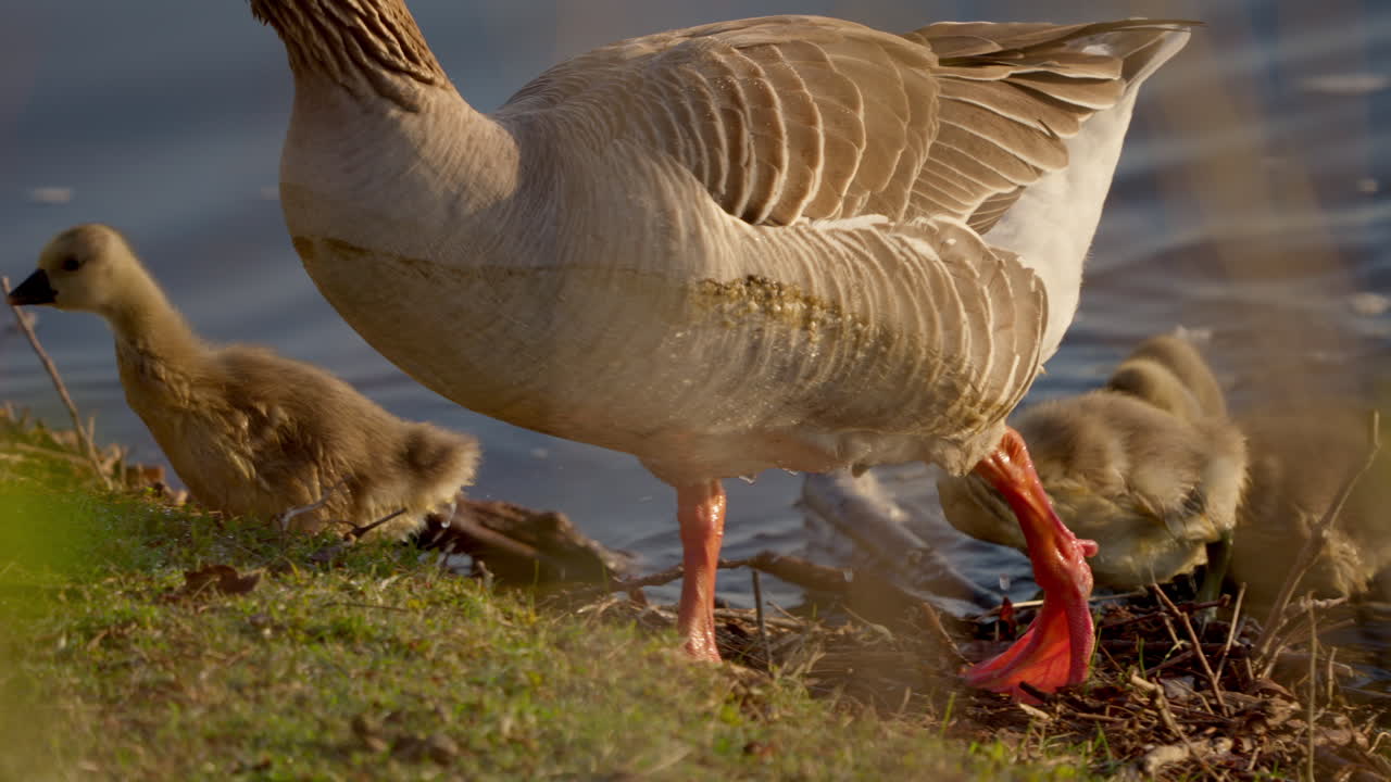 Baby geese with their parents, captured in slow motion by a springtime pond.