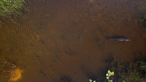 Cocodrilo-Nadando-A-Través-De-Un-Río-Poco-Profundo