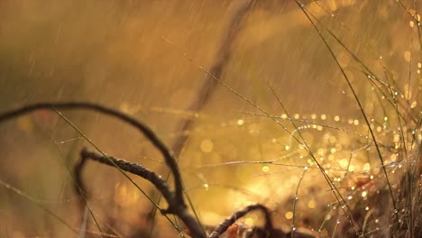 Abstrakter,-Verschwommener-Hintergrund-Des-Sommerregens-Im-Sonnigen-Wald,-Nahaufnahme.-Naturhintergrund.