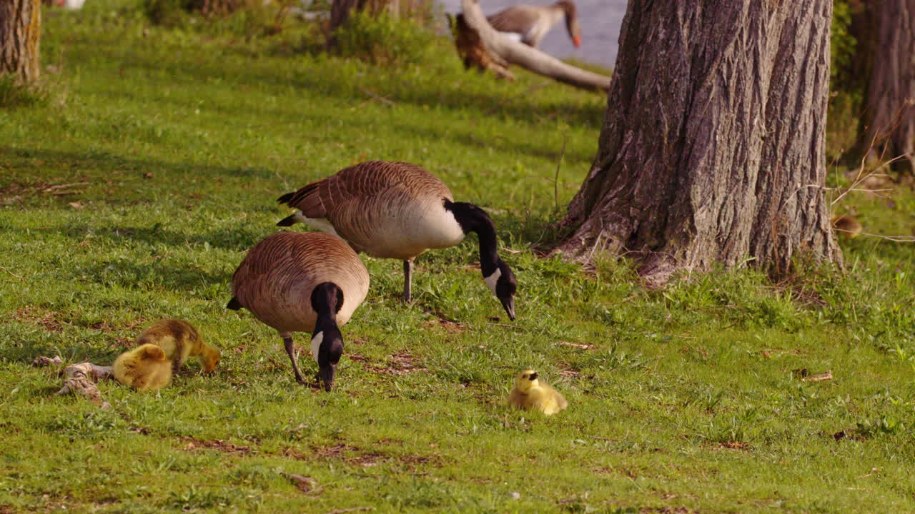 A close look at first-day Canada geese goslings adjusting to life, slowed down for detail.