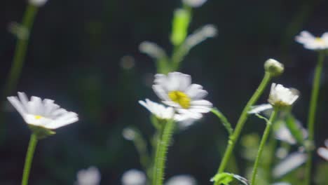 a chamomile flower is blowing in the wind