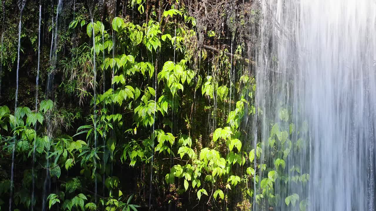 Bright sunlight illuminates dense foliage and cascading waterfall, captured in a steady, close-up perspective