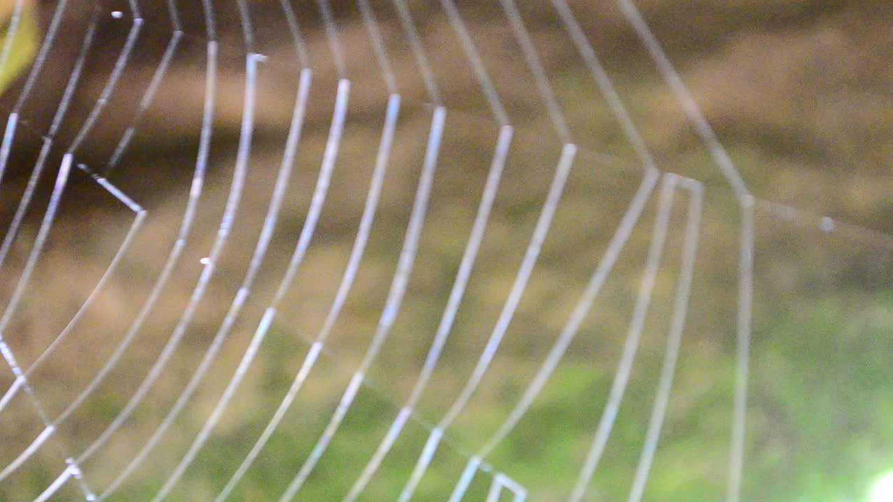 Shooting of a web in the wood. Beautiful web in the summer