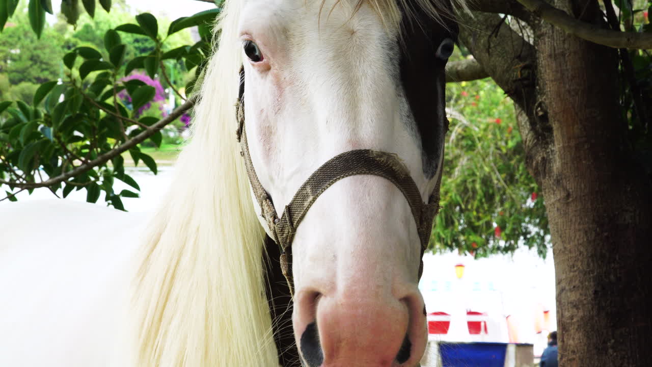 Spotted horse with bridle under tree