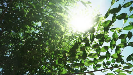 Bottom-Up-View-of-Bright-Sun-Shining-Through-Green-Tree-Leaves