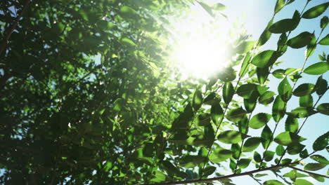 bottom up view of bright sun shining through green tree leaves